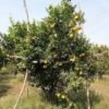 Natural Orange Plant